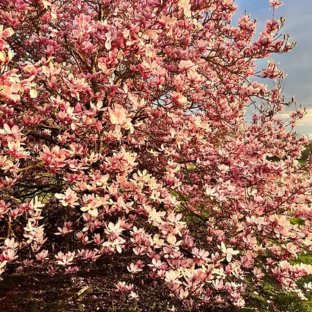 La Lumineuse Du Moulin *