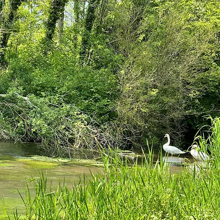 Lumineuse Au Bord De L'eau